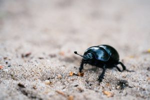 Eliminare gli Scarafaggi: Strategie Efficaci e Sicure